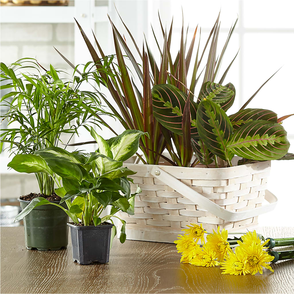 Florist Designed Blooming and Green Plants in a Basket – Flowers That Cliq, La Verne CA