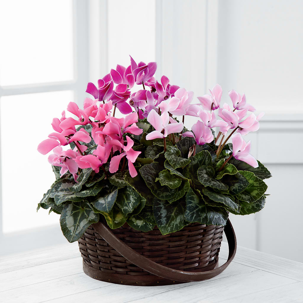 Mixed Cyclamen Planter – Flowers That Cliq, La Verne CA