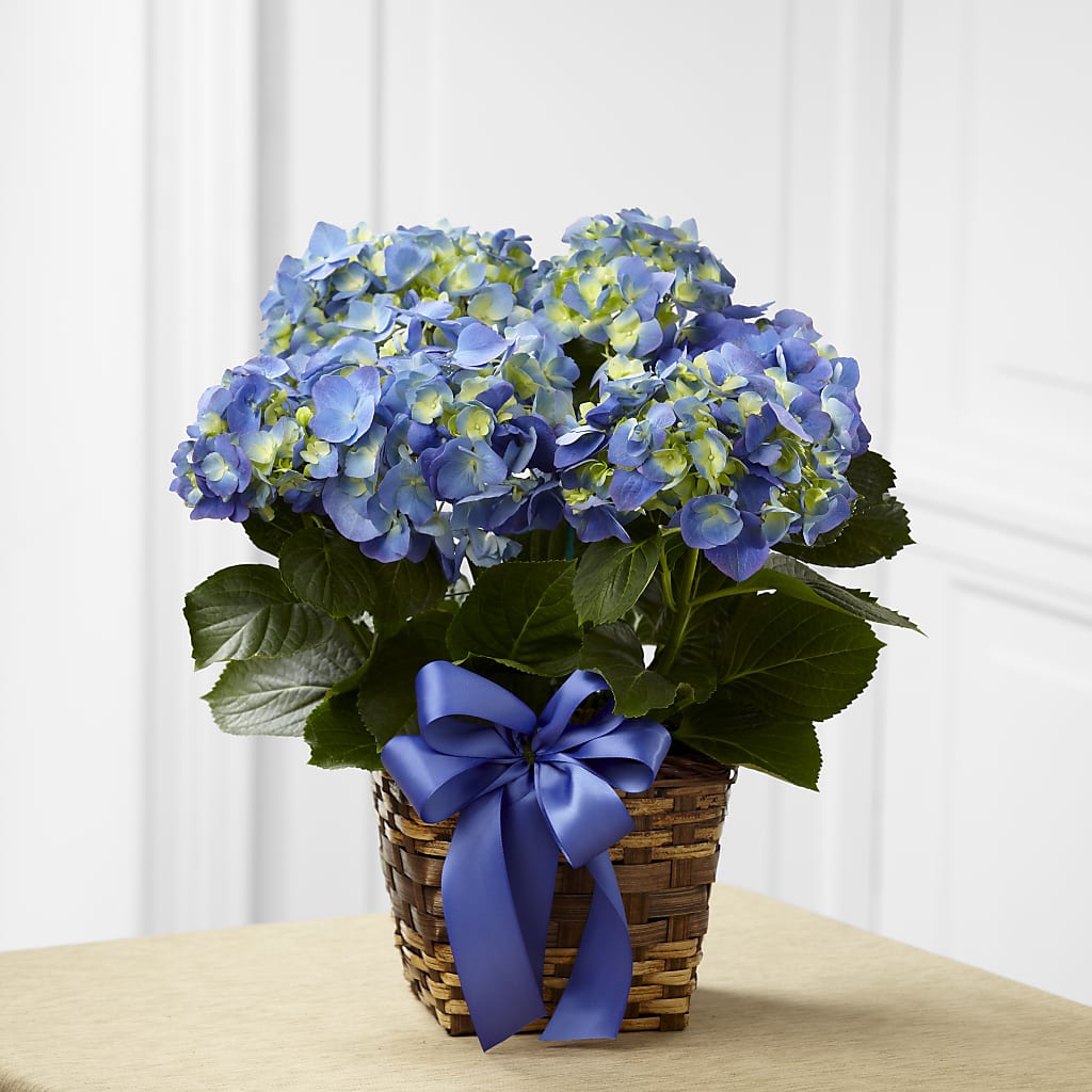 Blue Hydrangea Planter – Flowers That Cliq, La Verne CA