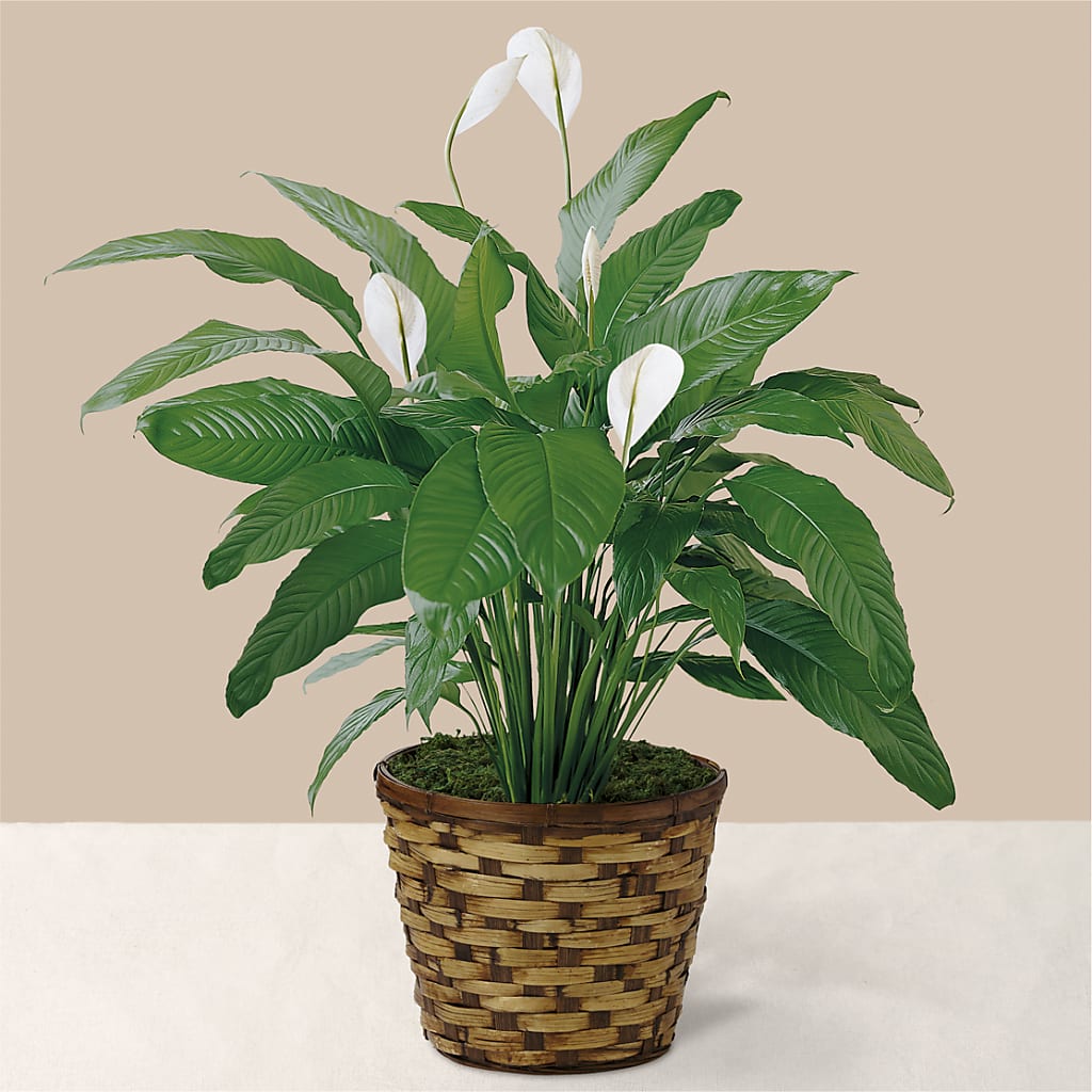 Tranquil Moments Peace Lily Plant – Flowers That Cliq, La Verne CA