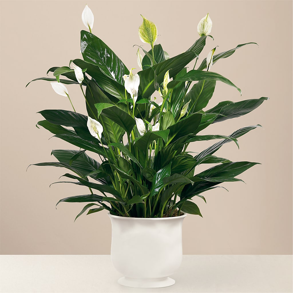 Comfort Planter – Flowers That Cliq, La Verne CA