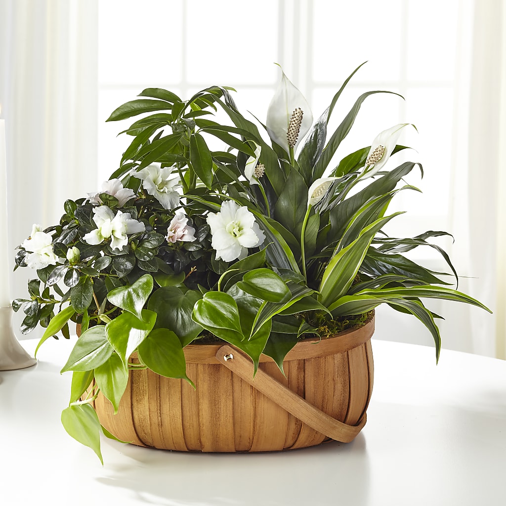 Serene Dishgarden – Flowers That Cliq, La Verne CA