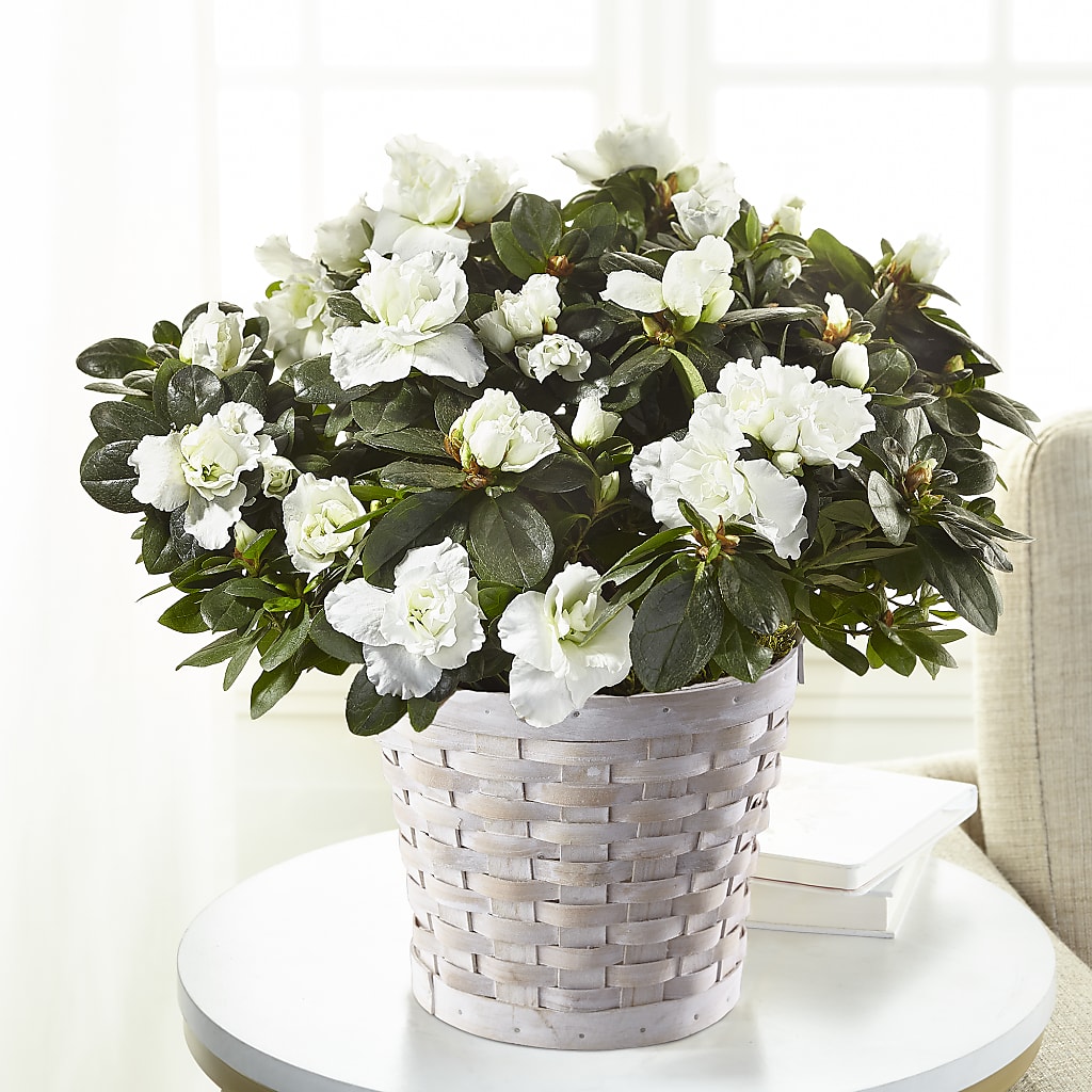 White Azalea Plant – Flowers That Cliq, La Verne CA