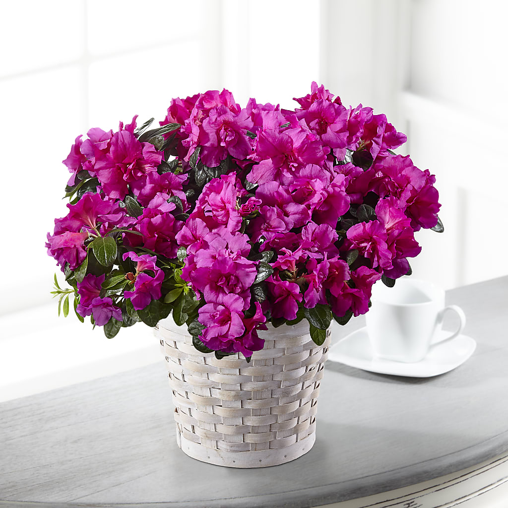 Hope & Serenity Azalea Plant – Flowers That Cliq, La Verne CA