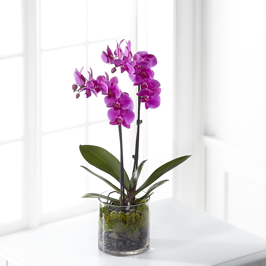 Pink Orchid Plant – Flowers That Cliq, La Verne CA