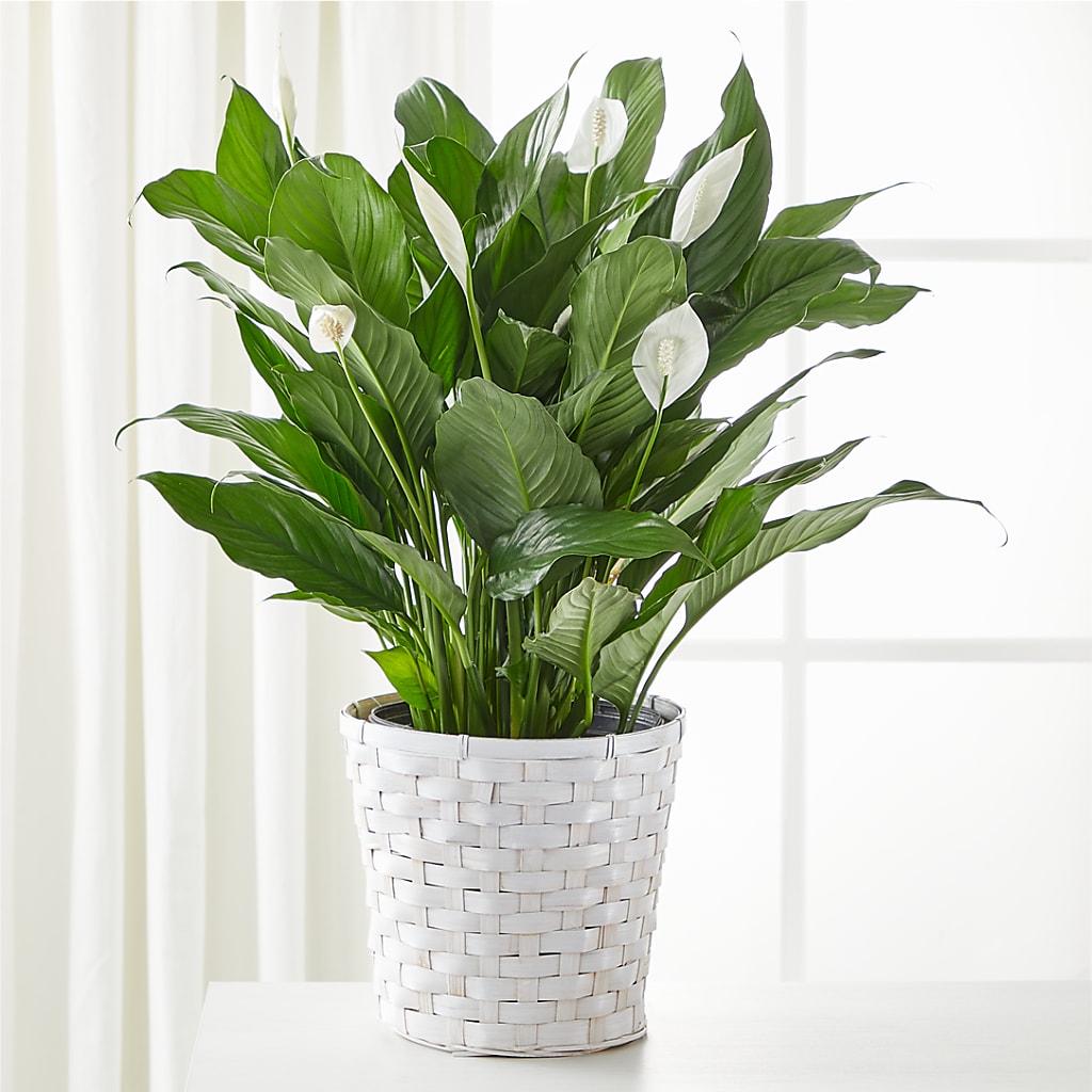 A New Leaf Peace Lily – Flowers That Cliq, La Verne CA