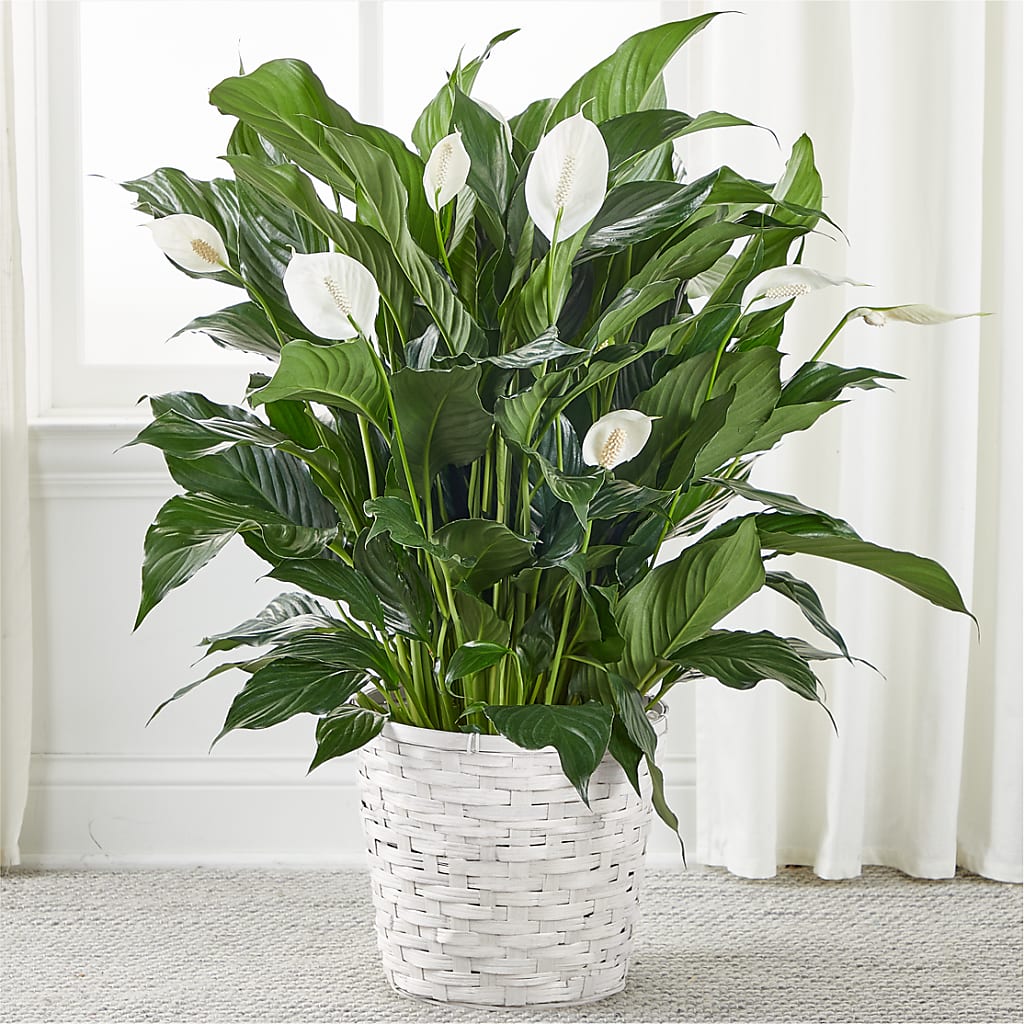 A New Leaf Peace Lily – Flowers That Cliq, La Verne CA