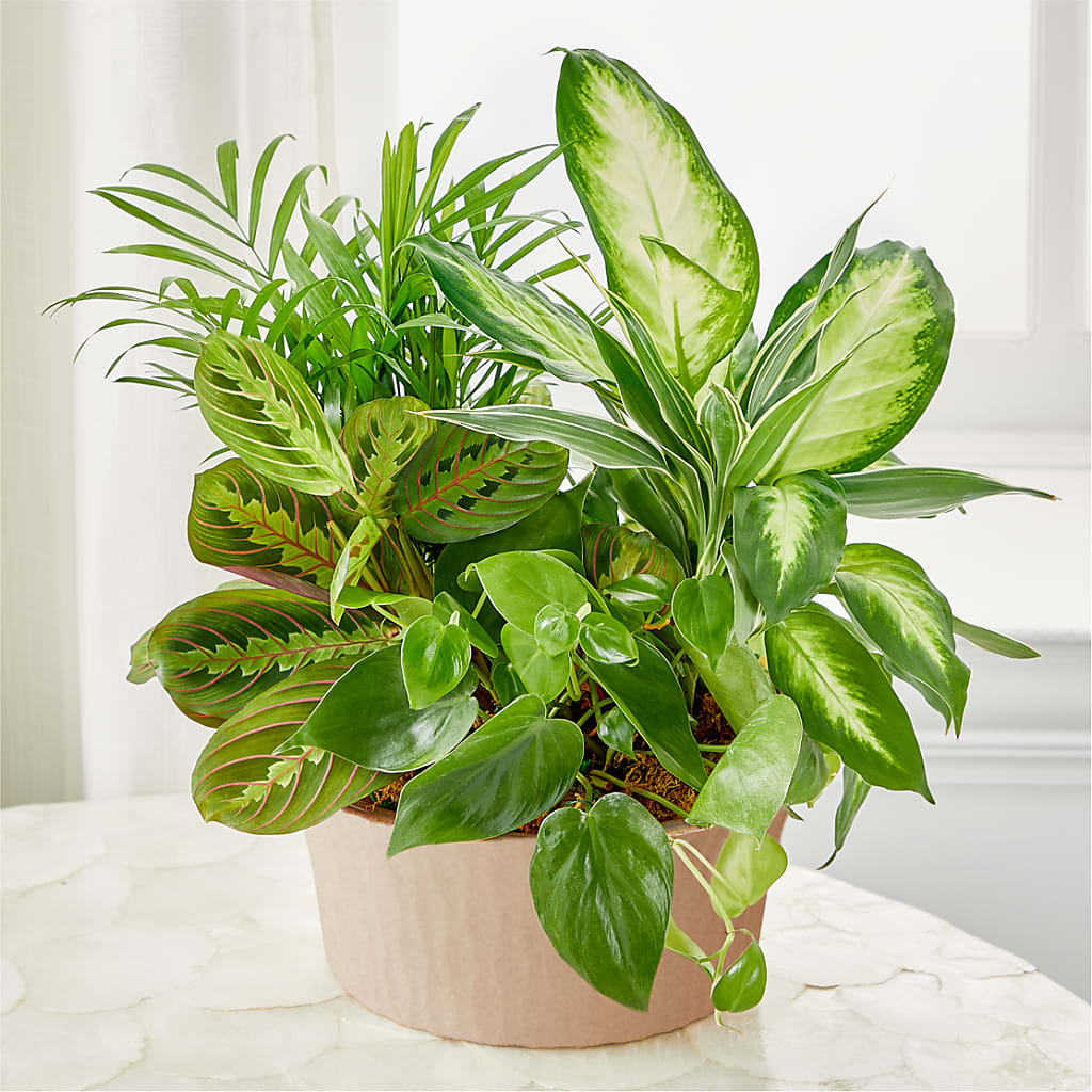 Balance & Harmony Dishgarden – Flowers That Cliq, La Verne CA