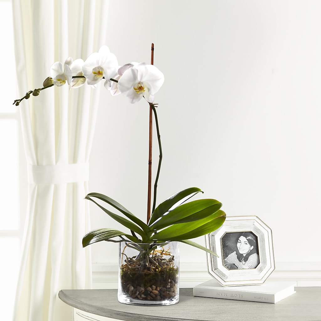 White Orchid Planter – Flowers That Cliq, La Verne CA