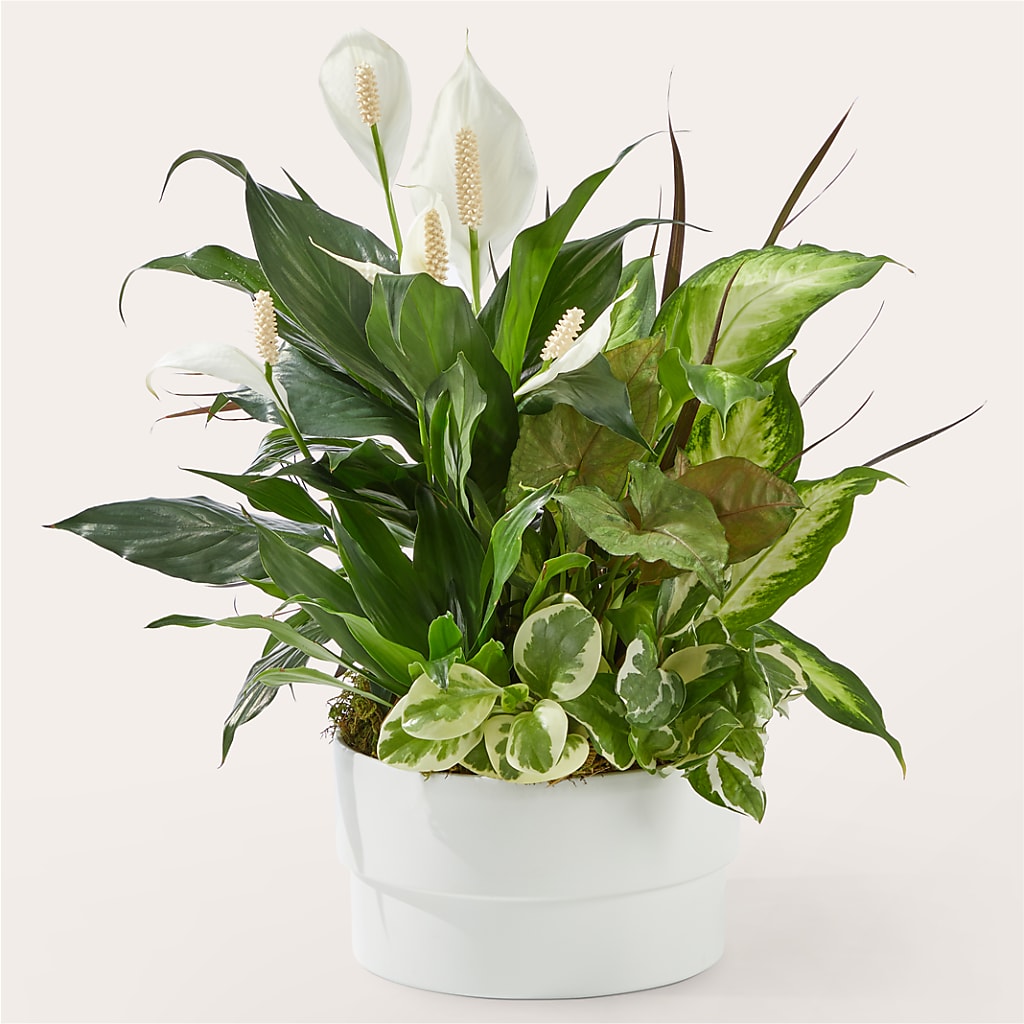 Radiating Positivity Dishgarden – Flowers That Cliq, La Verne CA