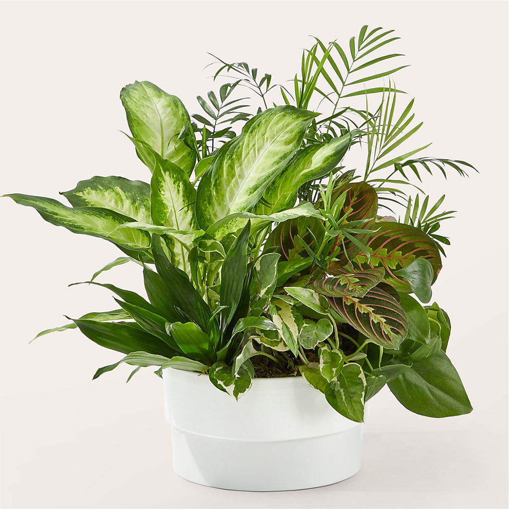 Radiating Positivity Dishgarden – Flowers That Cliq, La Verne CA
