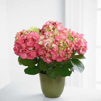 Pink Hydrangea Planter –  Flowers That Cliq, La Verne CA