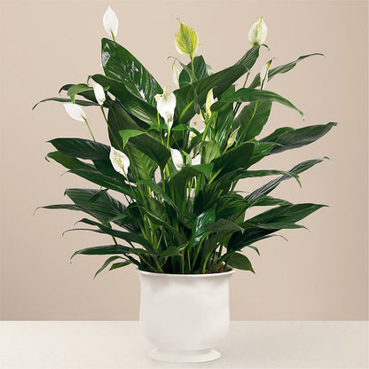 Comfort Planter –  Flowers That Cliq, La Verne CA