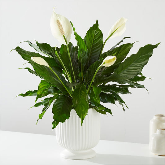 Comfort Planter –  Flowers That Cliq, La Verne CA