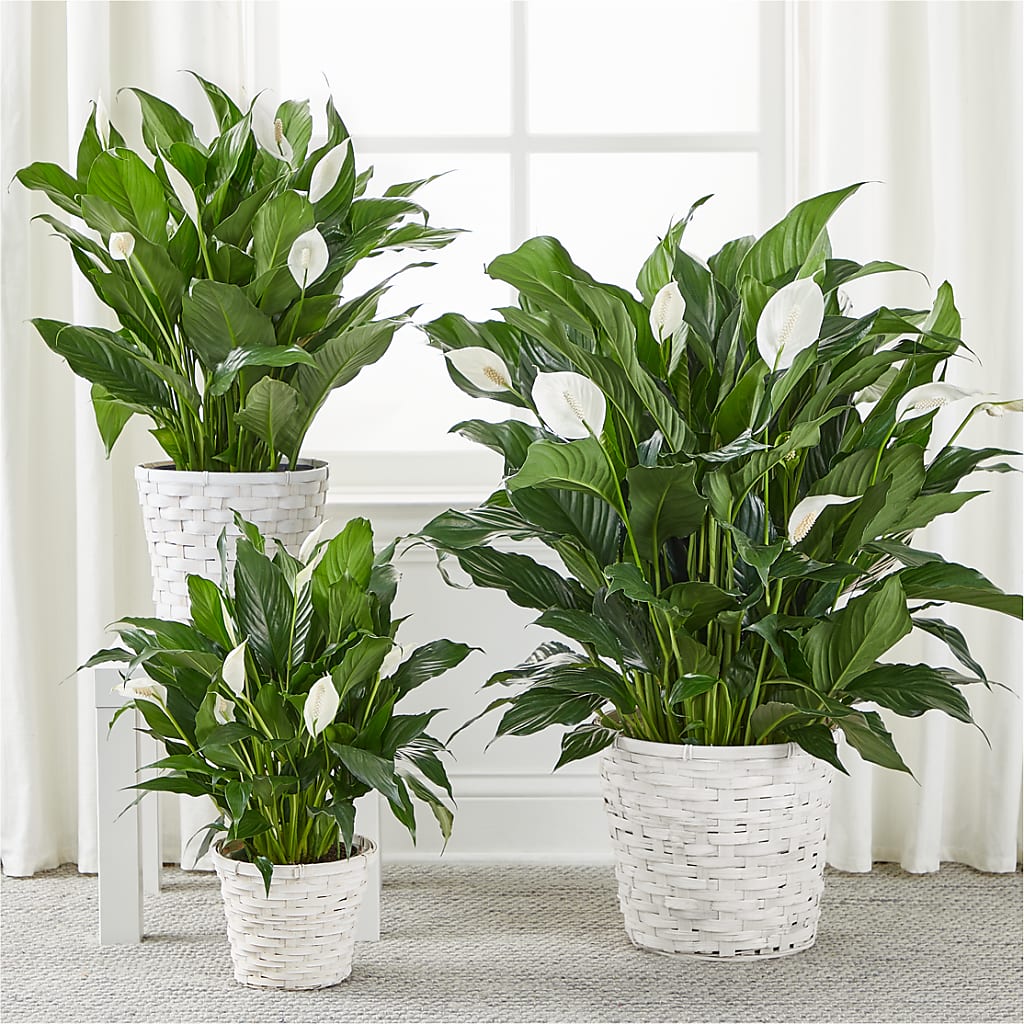 A New Leaf Peace Lily –  Flowers That Cliq, La Verne CA