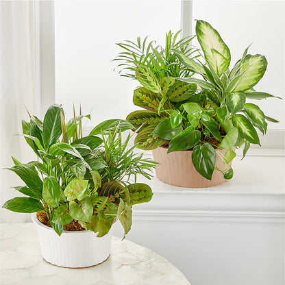 Balance & Harmony Dishgarden –  Flowers That Cliq, La Verne CA