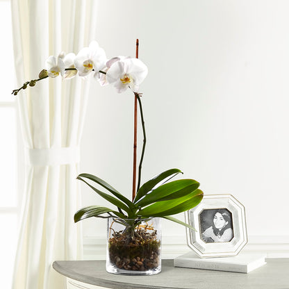 White Orchid Planter –  Flowers That Cliq, La Verne CA
