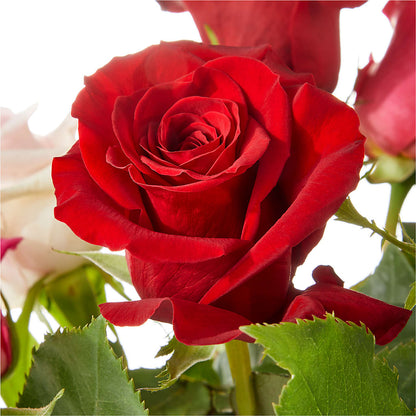 Love Notes Rose Bouquet –  Flowers That Cliq, La Verne CA